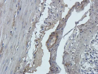 Anti-Leptin Receptor antibody used in IHC (Paraffin sections) (IHC-P). GTX37636